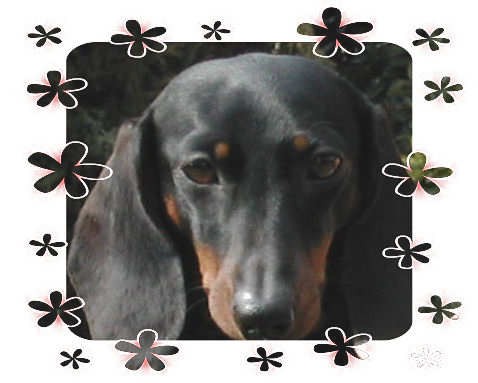 I miei Bassotti in Brughiera